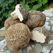 Unveiling the health benefits of poria mushrooms