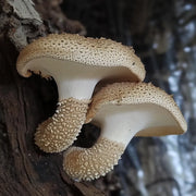 Unlock the hidden benefits of sheep polypore mushrooms