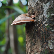 Discover the astounding health benefits of agarikon mushrooms