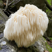 Unlock the power of lion's mane mushroom: discover its benefits today