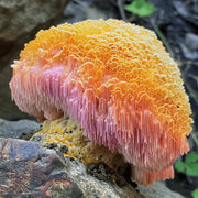 Exploring the psychedelic properties of lion's mane mushroom