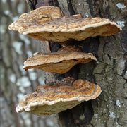 Discover the incredible benefits of meshima mushroom