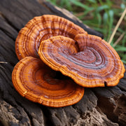 Unlocking the health benefits of reishi: the wonder mushroom