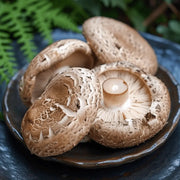 Unveiling the amazing health benefits of shiitake mushrooms