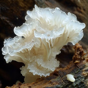 The underrated superfood: exploring the benefits of snow fungus