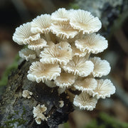 Discover the incredible health benefits of suehirotake mushrooms